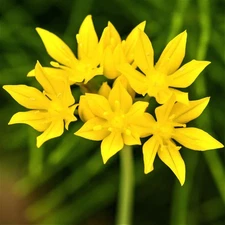 Easy to Grow Allium - Moly Golden Garlic 20 Plant Bulbs