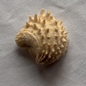 Florida Spiny Jewel Box Shell (Arcinella Cornuta) Bivalve Shell 1.5" Pre-loved