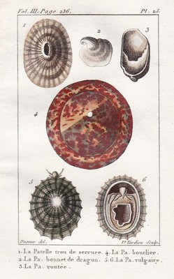 Patelle Muschel seashell coquille Schnecke Kupferstich engraving Buffon 1780