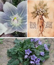 Mandrake Mandragora Autumnalis | 10 seeds | Magical