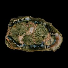 5.1" Dinosaur Coprolite Fossil Polished Slab Specimen Poop Dung Harry Mountain