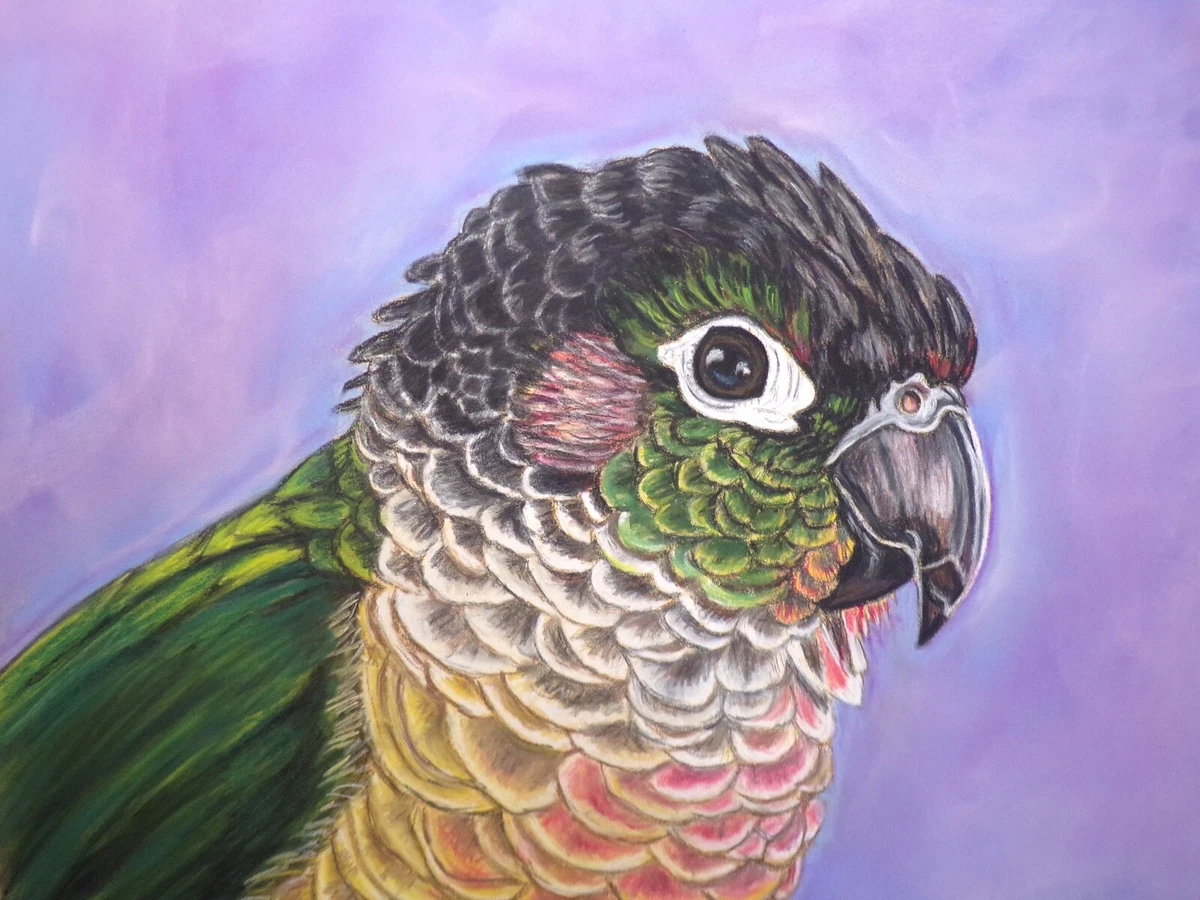 Price of green cheek conure discount