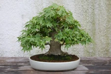 Japanese Maple Tree Seeds (Acer palmatum), 25 seeds