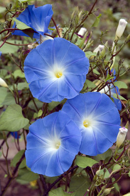 tellerhortensie düngen Tellerhortensie blau - Hydrangea macrophylla teller blue main image 1