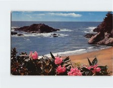 Postcard Wild Rhododendron & Beach Scene