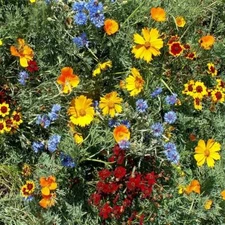 Gulf Coast Wildflower Seed Mix, 24 Species, Variety Size Packets, FREE SHIPPING