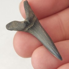 Scapanorhynchus 0.00