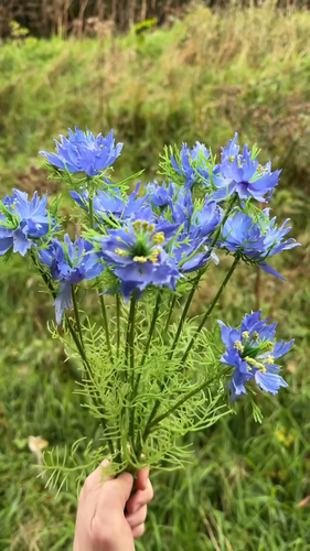 Set of 2 Artificial Blue Nigella Flower Stems 57cm - Flowers Home Decorative - Video 1 of 1