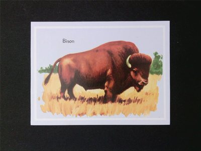 BISON WISENT BUFFALO ANIMALS TIERE - SEHR ALTES SAMMELBILD c6804