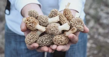 Morel Mushroom Spores in Sawdust Bag Garden Grow Kit Makes 5 gal FREE SHIPPING
