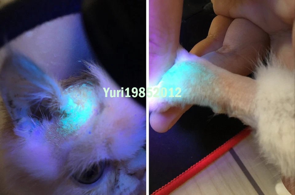 Nueva lámpara de madera detector de tiña para el cuidado de la piel de gatito mascotas gatos gatitos Foto 3 de 4