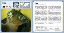 Pudu - Mammals - 1970's Rencontre Safari Wildlife Card