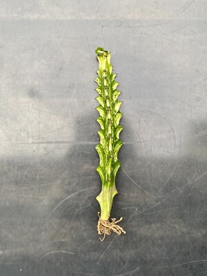 künstliche gänseblümchen Künstlicher Kranz 43 cm – Gänseblümchen & Distel main image 0