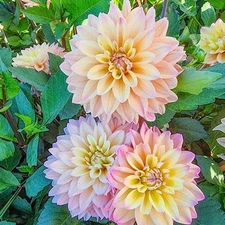1 "Mondriaan" Decorative Dahlia - Large Tuber - US Seller