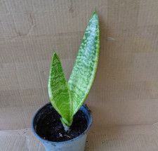 Snake Plant Sansevieria Mother-in-Law's Tongue Live Pup House Plant - Bare Root