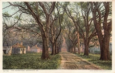 GA~GEORGIA~SAVANNAH~THE HERMITAGE~OLD PLANTATION~AVENUE OF OAKS~C.1920
