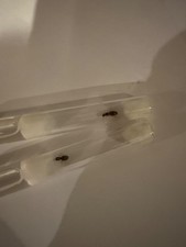 Two ant queens, species unknown, live feeder insect for lizards and spiders.