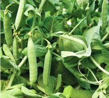 30 Count Mammoth Sugar Snap Pea - Non-GMO / Heirloom