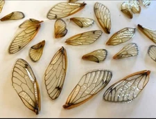 Real Cicada Wing Lot 24 PC. Insect Specimen Collection Biology Jewelry Brood 19
