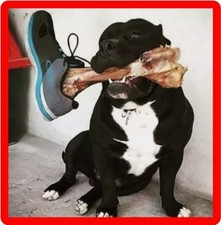 Funny Pit Bull Terrier Bone In Shoe Scare Refrigerator / Tool Box Magnet