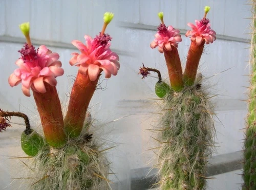 OLD MAN OF THE ANDES (Oreocereus fossulatus) 10 seeds - Picture 4 of 4