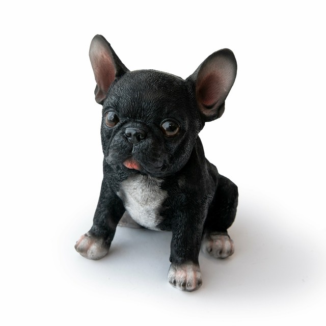 french bulldog for sale online