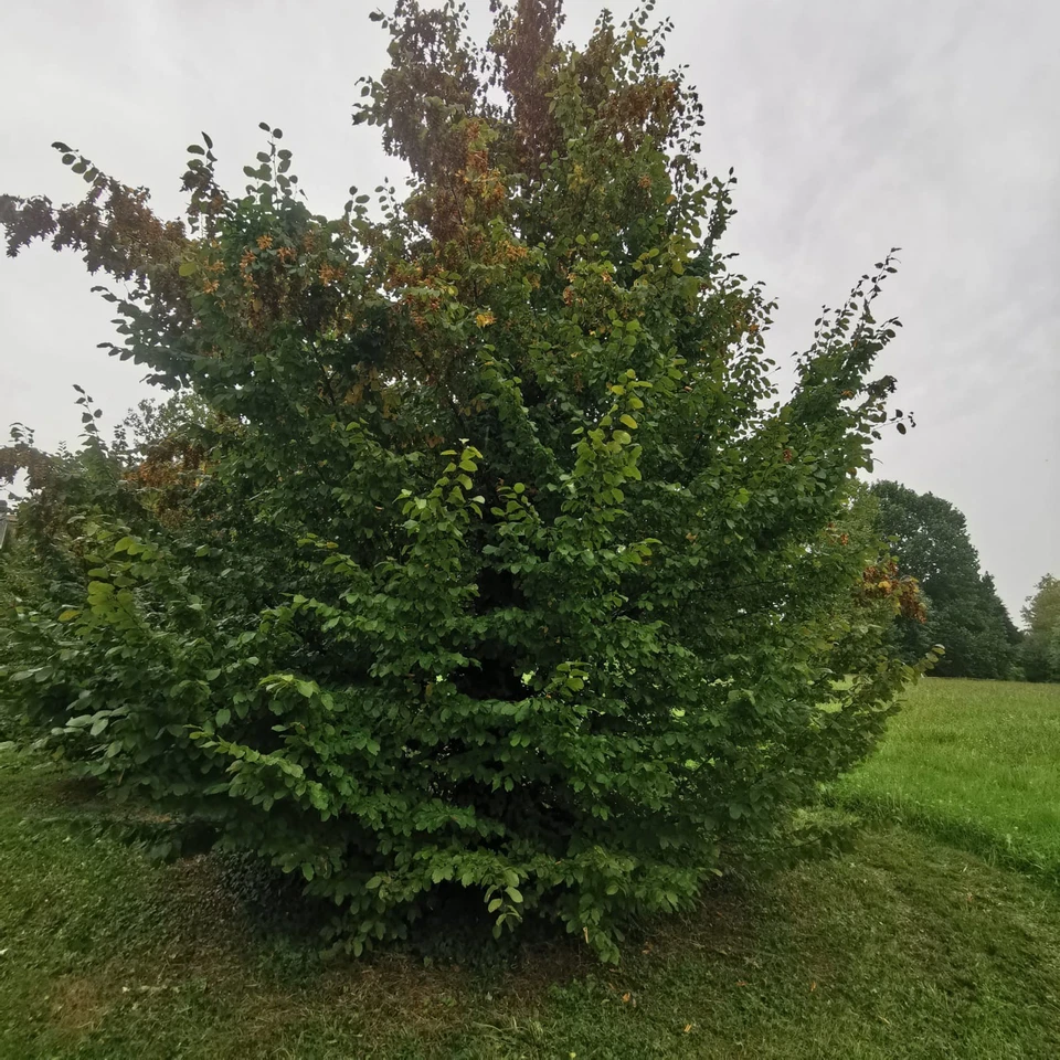 20 SEMI DI CARPINUS BETULUS CARPINO BIANCO PIANTA BONSAI GIARDINO - Immagine 2 di 2