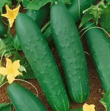 Double Yield Cucumber Seeds ---- Heirloom -- Organic -- NON GMO ---------- FRESH