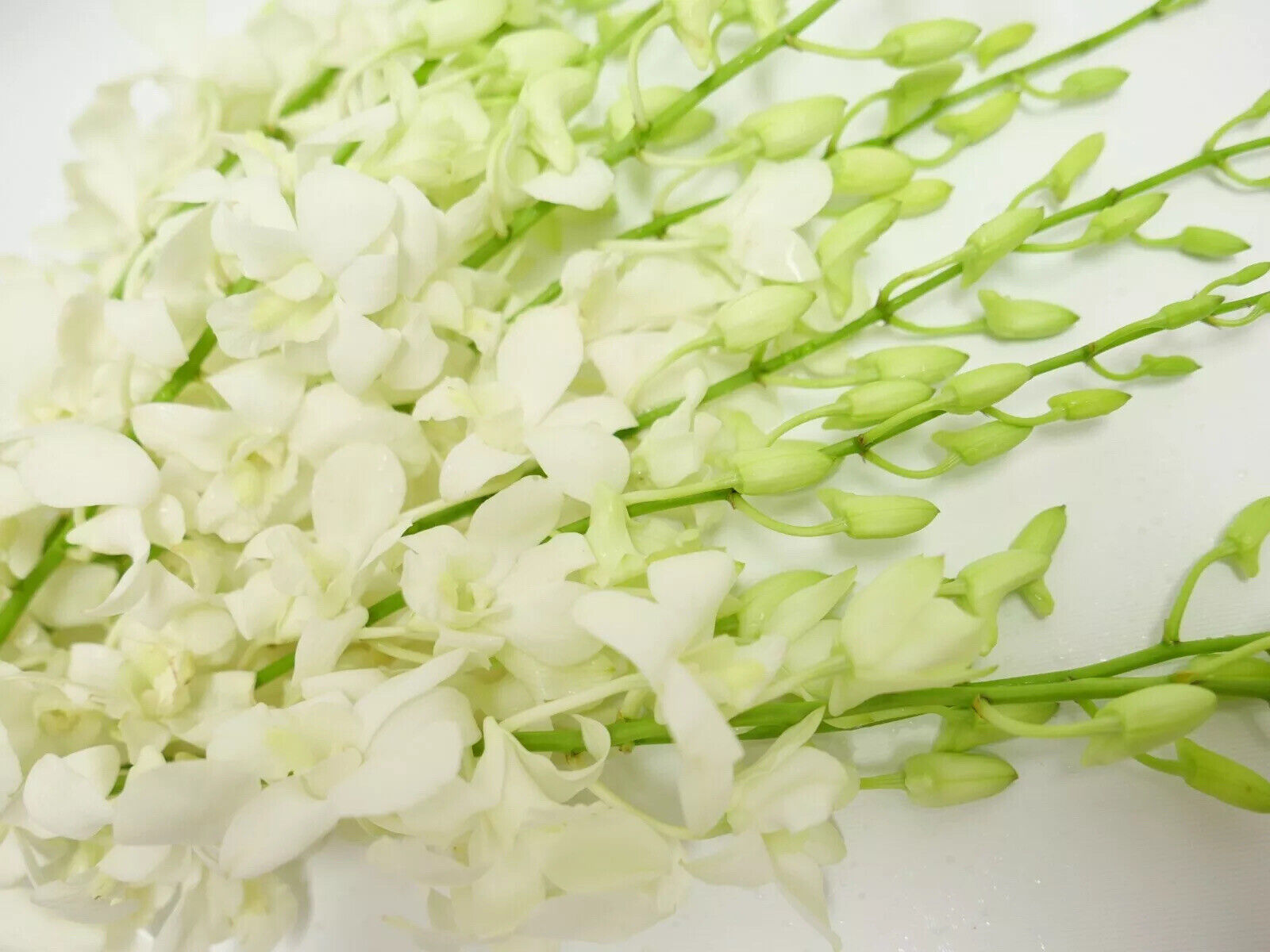 Fresh Cut Orchids Bouquet - Pure White Love
