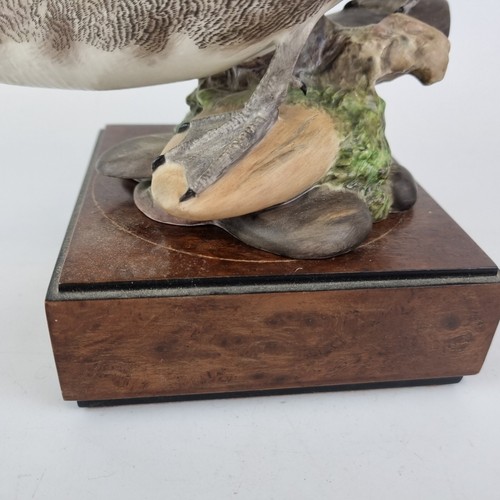 Royal Worcester Figure American Pintail Duck By Ronald Von Ruyckevelt A/F - 第 4/18 張圖片