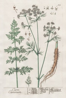 Kümmel Caraway Carvi Cuminum Botanik Gewürz Blackwell Kräuterbuch engraving