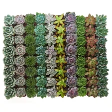 2 In. Rosette Succulent (Collection of 140)
