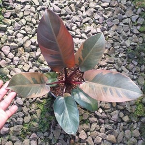 Philodendron Black Cardinal Variegated | eBay