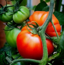 Red Beefsteak Tomato Seeds - 50 Seeds