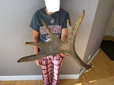 SHIRAS Moose Antler HORNS Taxidermy Skull Mount Carving Wild IDAHO Cut Off