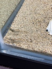 Mature Group Of Ghost Shrimp 18 Total