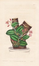 Sophronitis Cernua Brasil Fiore Incisione Botanica Incisione In Rame Curtis 3677