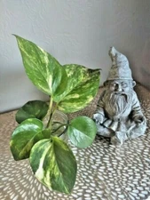 Live, Rooted Pothos Cuttings (6)