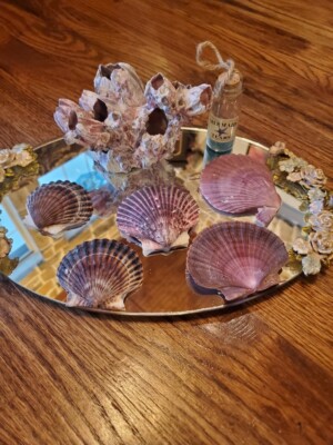 Lot of 5 clam shell halves and a barnacle cluster. 