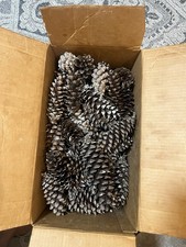 Pine Cones Eastern White 150+ Dried Out Not Flattened SEE DESCRIPTION