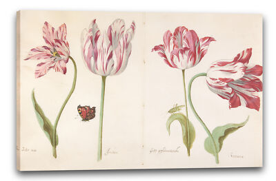 Kunstdruck Jacob Marrel - Vier Tulpen: Boter Mann (Buttermann), Joncker (Edelma