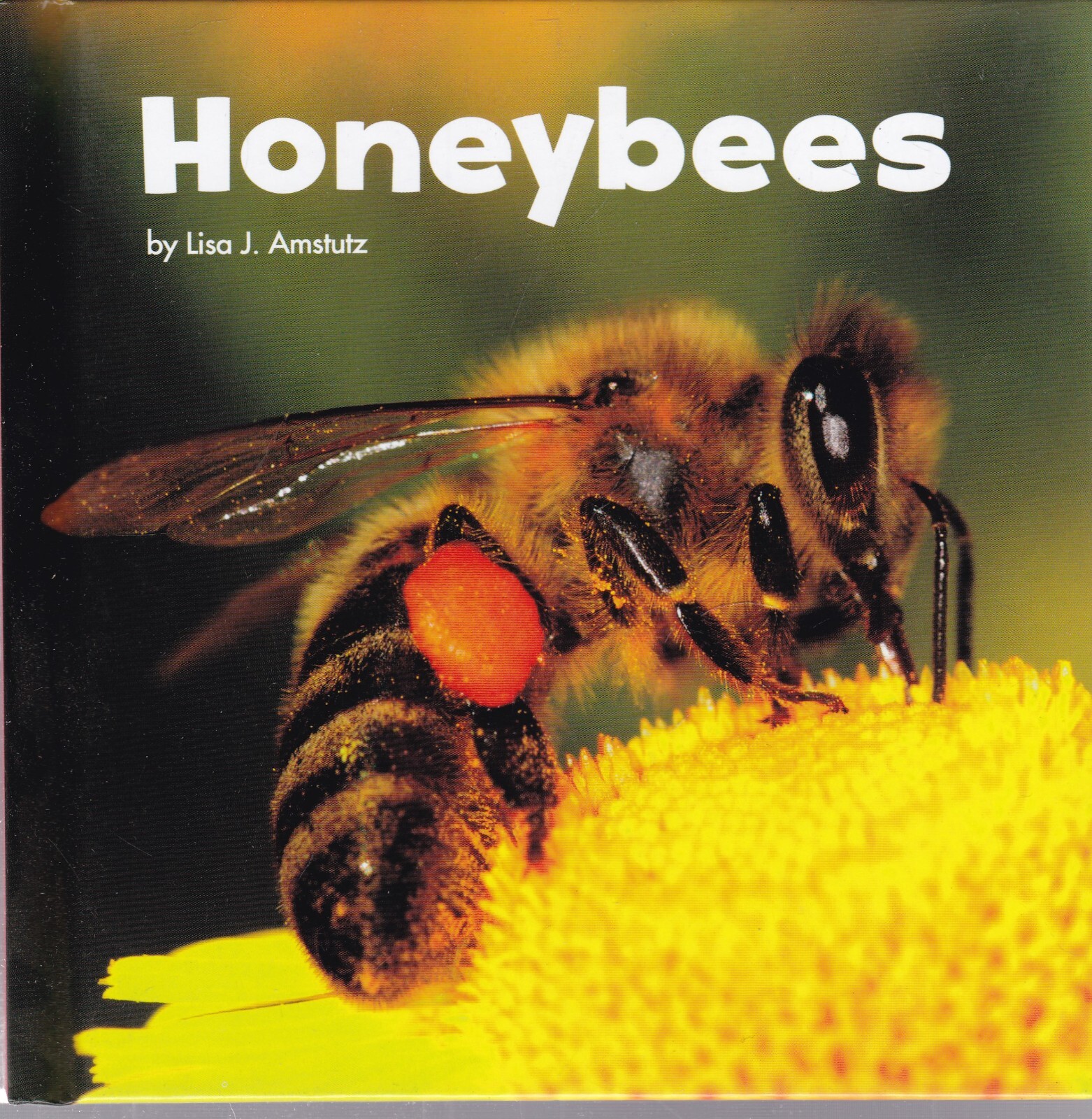 Honeybees Book Young Children Learning Facts Insects Bees Lisa J. Amstutz New