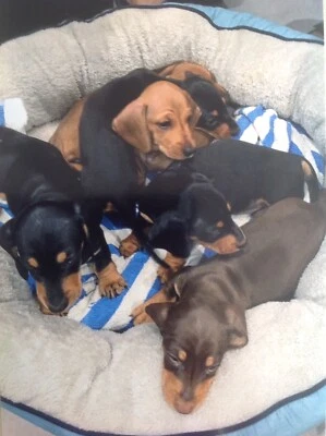 Dachshund Puppies Purebread Miniture Shorthaired Dogs