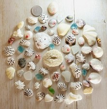 rare sea Shell from Japan Surf-Tumbled Beautiful Shell from OKINAWA small