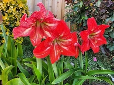Amaryllis 4 Bulbs
