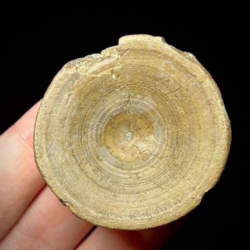 Otodus angustidens Shark Vertebra Fossil 1.67" Ancestral Megalodon Shark Fossil