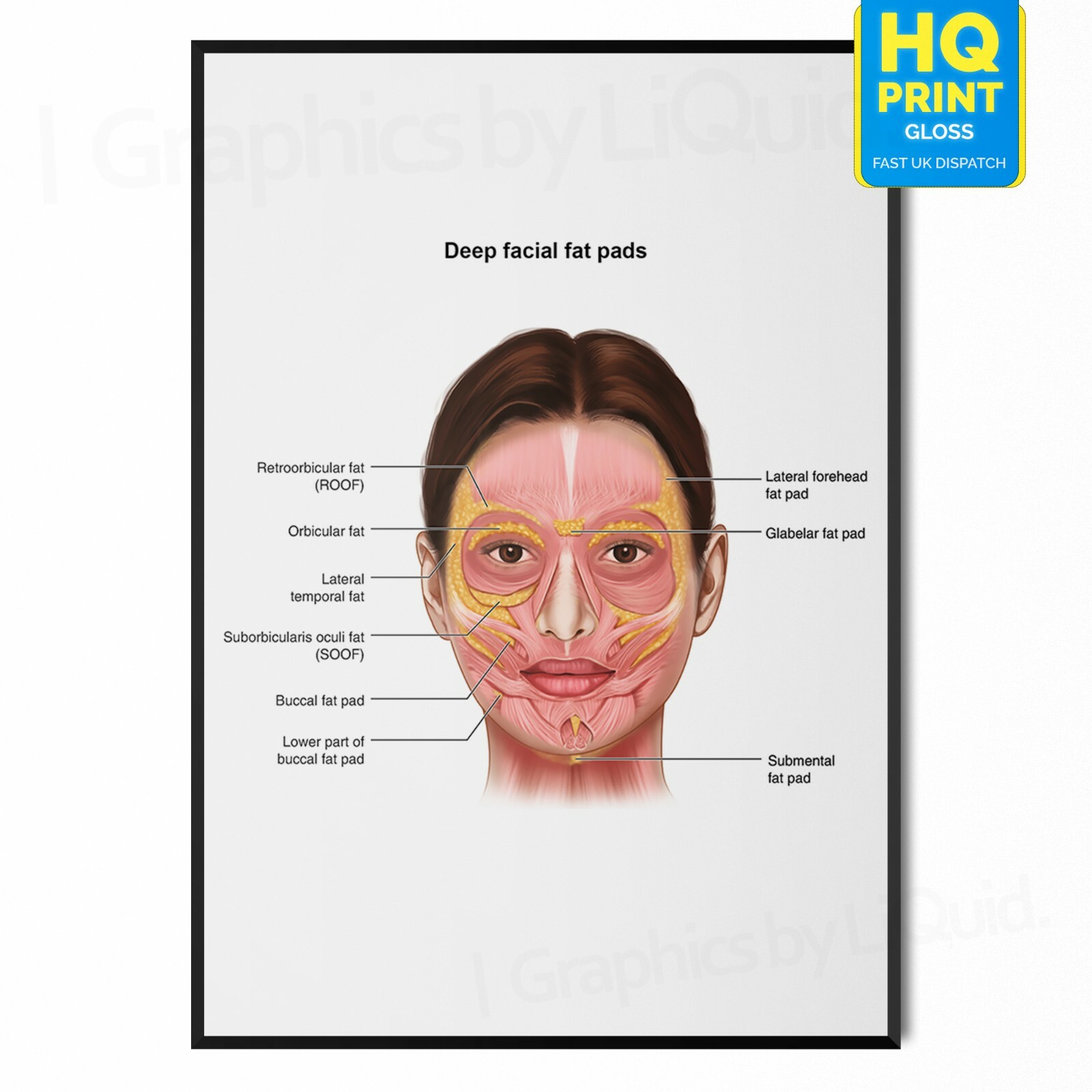 FACE ANATOMY Facial Fat Pad Muscle Detailed Chart Science Poster Print