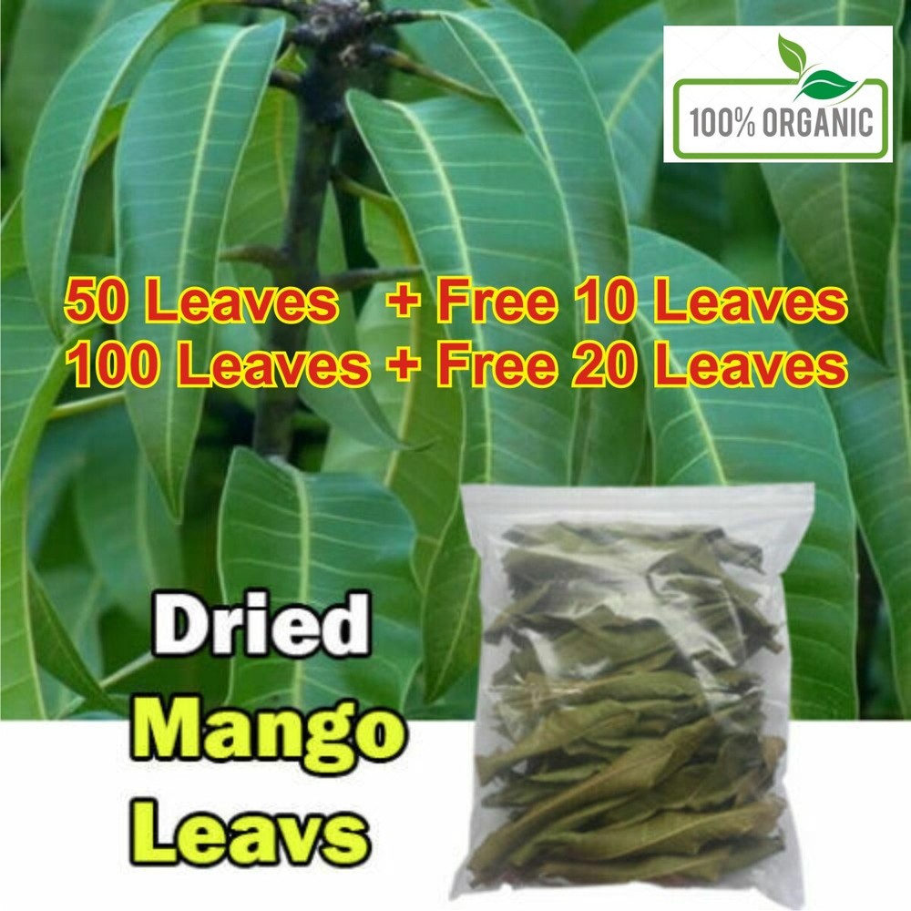 ORGANIC Dried Mango leaves Quality Pure Leaf For Tea 50 or 100 leafs
