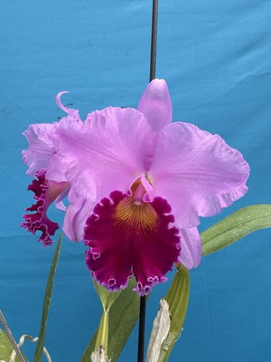 #ad Rlc Jump For Joy ‘Whopper’ x Cattleya Culminant ‘La Tuileries’ HCC AOS 6” Pot $134.99
