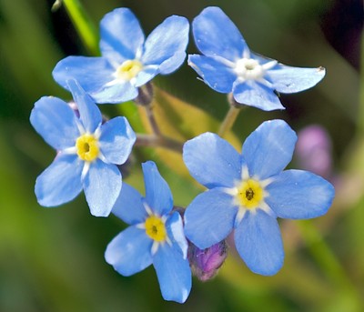 FORGET ME NOT FLOWER SEEDS 100 FRESH SEEDS FREE SHIPPING | eBay